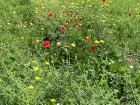 Spring flowers at the park