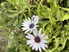 Daisies with a blue middle seen in Athens and Amalfi