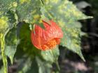 Bright orange flower in Athens, Greece (I thought it kind of looked like an eyeball)