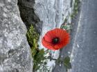 A poppy growing in Vico Equense