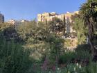 Pretty flowers surrounding a pond in Barcelona!