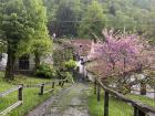 Mountain road with blossoms