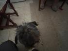 This handsome guy right here is Aaron, Magdalena's dog.