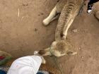 This camel got very close to me! It almost licked my ankle!