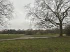 Out walking on Hampstead Heath, a large park in London, where I got to see so many people out walking their dogs--I miss my dog at home in Vermont! 