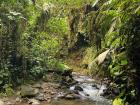 Hikes to Amazonian waterfalls have beautiful trails