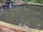 A pool full of trout that people can fish and eat!