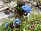 A beautiful flower near a waterfall in Baños, a touristic city near Ambato