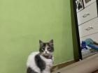 Of course, my kitten Mika!