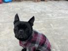 My dog; his name is Black