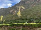 A chakra, which is Quechua for "field," filled with ripe cabbage and bathed in the late afternoon sun