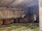 As seen in Samy's home, it is common to keep cuys (guinea pigs) to raise for consumption
