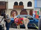 Llamas dressed up in traditional Peruvian dress is one of the more tolerable tourist traps. If they as if you want a photo, just know they WILL charge you for it.