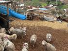 A group of sheep overlooking my town have a resemblance to llamas.