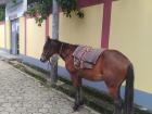A horse next to a school in Cajamarca