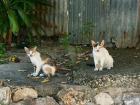 Some stray cats 