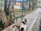 Some stray puppies