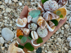Some shells I collected at the beach during break