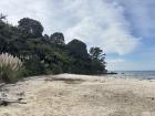 I also saw some pampas or toetoe (which do you think?) in Āwhitu when I visited last week