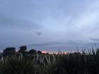 The sunset behind these fluffy grasses in Āwhitu is beautiful