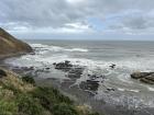 I saw some pampas or toetoe (which do you think?) on the bluffs next to the beach in Port Waikato