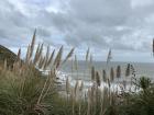 Here's a close up of the fluffy grass; do you think it's toetoe or pampas?