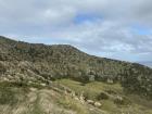 So much pampas/toetoe on these hills