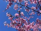 Here is a cherry blossom tree. They were in peak blooming season.