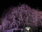 Here is what a cherry blossom tree looks like at night, when it is all lit up.
