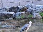 This bird in the river stayed perfectly still for about 10 minutes, then reached down and grabbed and ate a fish!