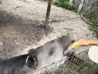 The country animal of Belize -- the Tapir (eating a banana, ha!) 