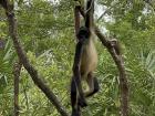 A howler monkey -- small but mighty... their howls can be heard up to three miles away!
