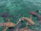 Did you know a group of nurse sharks is called a shoal?