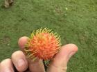 The Rambutan fruit -- spikey on the outside, yummy on the inside! 