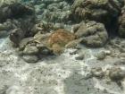 Here's a turtle enjoying a snack from the healthy coral reef, can you spot him? 