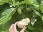 This is what a Soursop plant looks like, would you take a bite of that? 