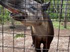 Here's another angle of the tapir. Look at that nose go! 
