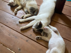 The family of 4 cats sleeping on the floor of my cottage