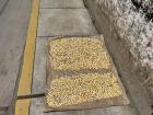 Kernels of cancha, or maize, drying in the sun before cooking