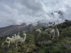 As you can see these animals feel at home in the cold mountains.