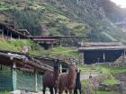 Another view of the llamas we saw at an archeological site nearby the national park.