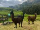 Here is another example of how llamas look here in Peru! Alpacas can also come in these cool colors, but appear smaller and rounder.