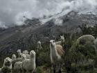 Here you can see the group of Alpacas we found! If you look closely there is one llama here too.