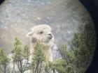 Up close view of one of the furry alpacas!