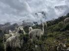 Alpacas are used to grazing on the sides of the mountains