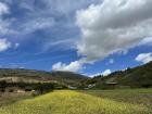 A yellow field of flowers next to my family's farmhouse. Yellow is my favorite color!