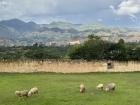 Sheep grazing in our soccer field; the wall around the field is made of adobe