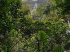 The selva, or the jungle, with dense rain forests
