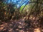 A sandy path covered with leaves through Tayrona