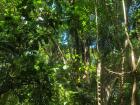 Image of the tree above me on the hike through Tayrona